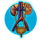 Genitourinary System (Male and Female)